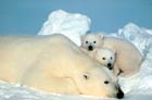 Polar Bears depend on sea ice for their survival