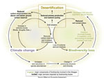 Grf. 6.1 Interrelacin entre desertificacin, cambio climtico global y prdida de biodiversidad.