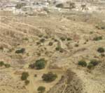 El abancalado detiene la erosin y retiene el agua de lluvia para el cultivo de olivos (Tnez)