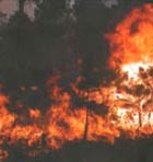 Los incendios forestales arrasan un 1% de los bosques todos los aos
                                Fuente: FAO