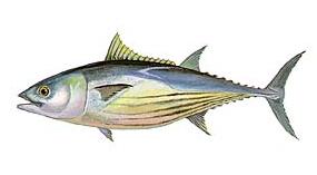 Skipjack tonijn (Euthynnus pelamis)